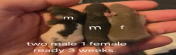 Rat rodents for sale: Dumbos and fancy rats ready now.  - Advert 17