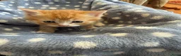Persian cats for sale: Persian x British short haired  in Canterbury - Advert 5