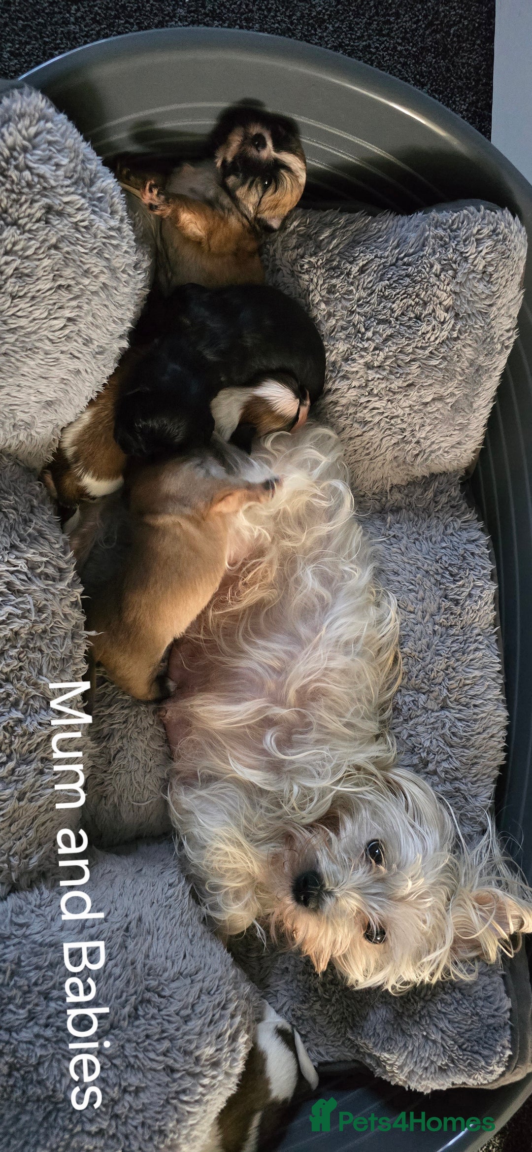 Malshi dogs for sale: Shih Tzu x Malshi Pups - Advert 2