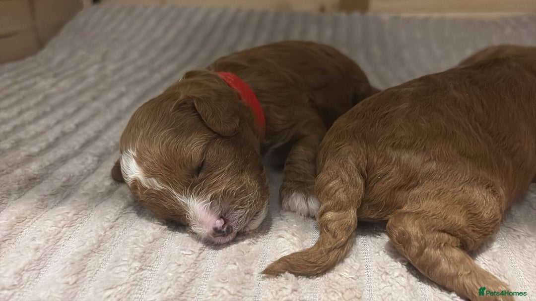 Cavapoo dogs for sale: Gorgeous and adorable F1b toy cavapoo puppies  - Image 10
