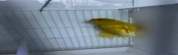 Mixed Breed birds for sale: Kakarikis  - Advert 15