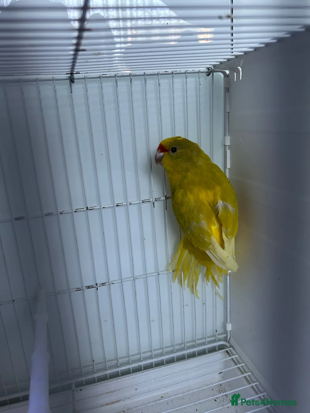 Mixed Breed birds for sale: Kakarikis  - Advert 15