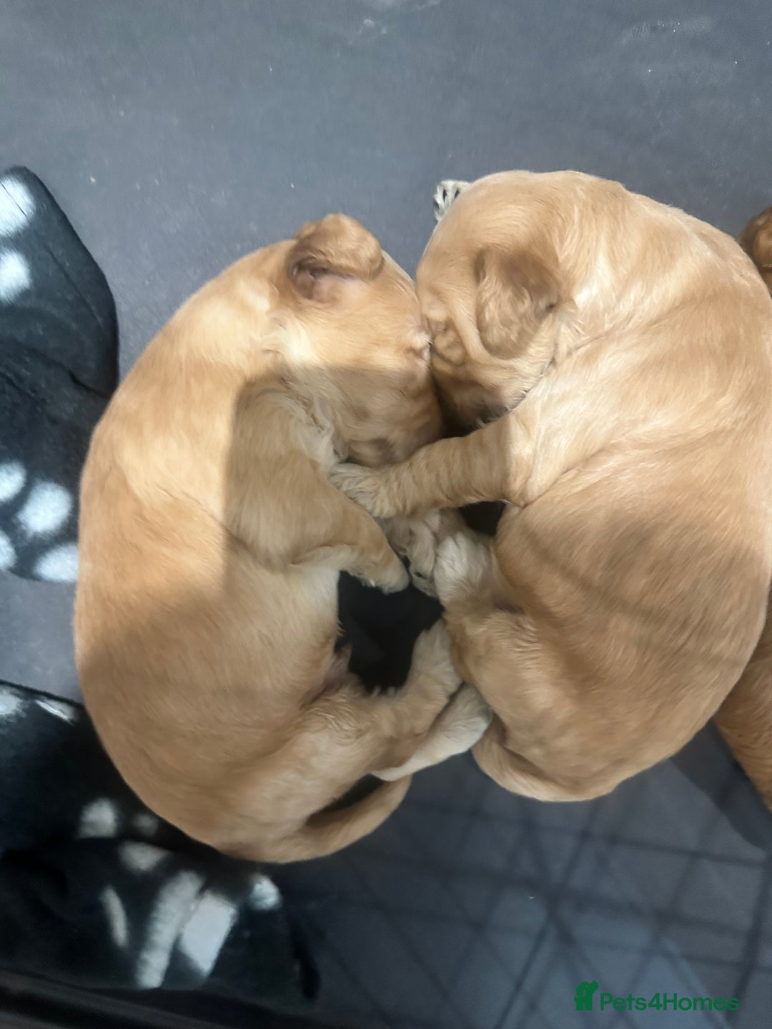 Cockapoo dogs for sale: Beautiful tiny cockapoos!  - Image 10