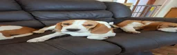 Beagle dogs for sale: Beautiful Beagle Girl - Advert 4