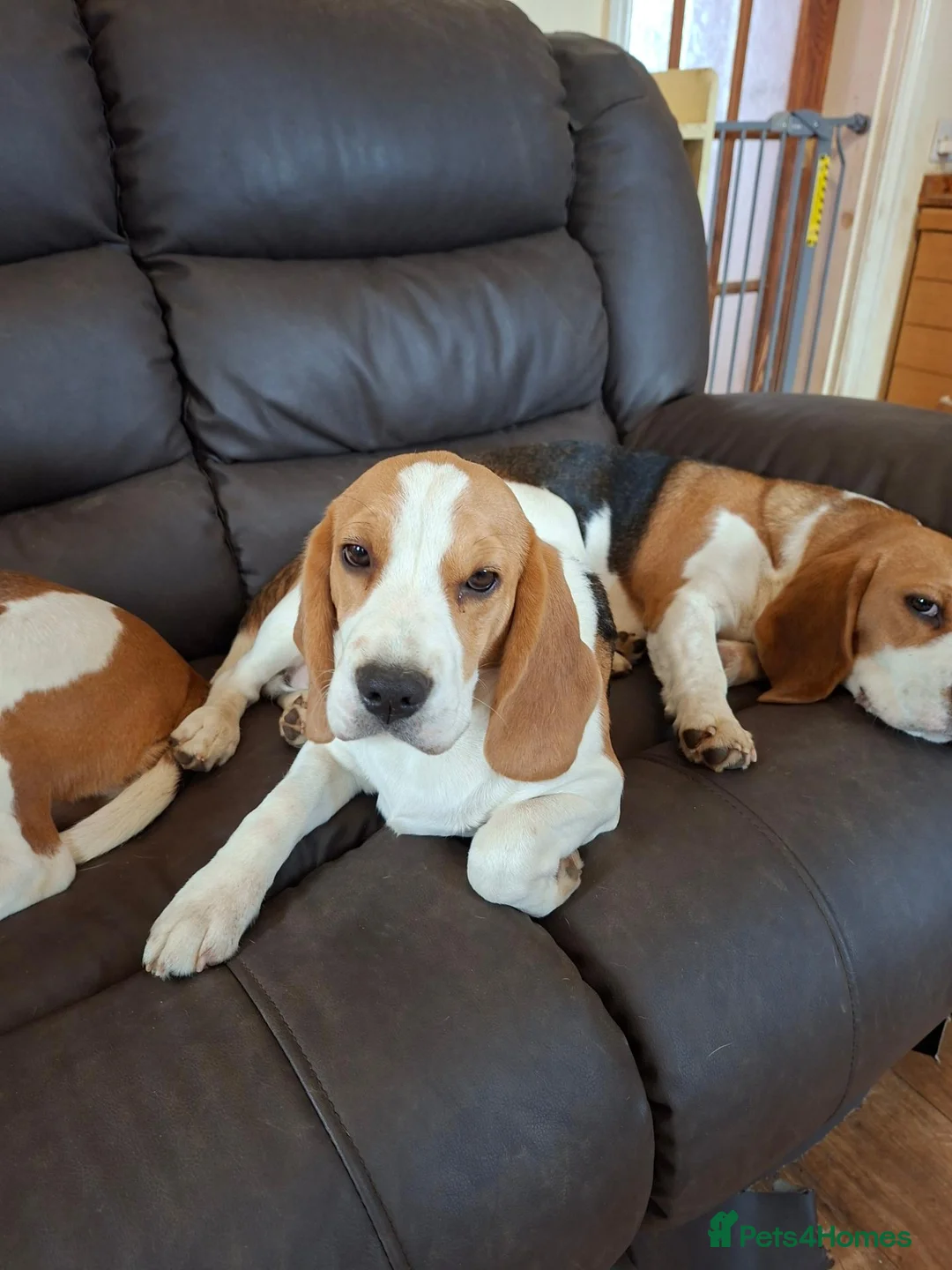 Beagle dogs for sale: Beautiful Beagle Girl - Advert 4