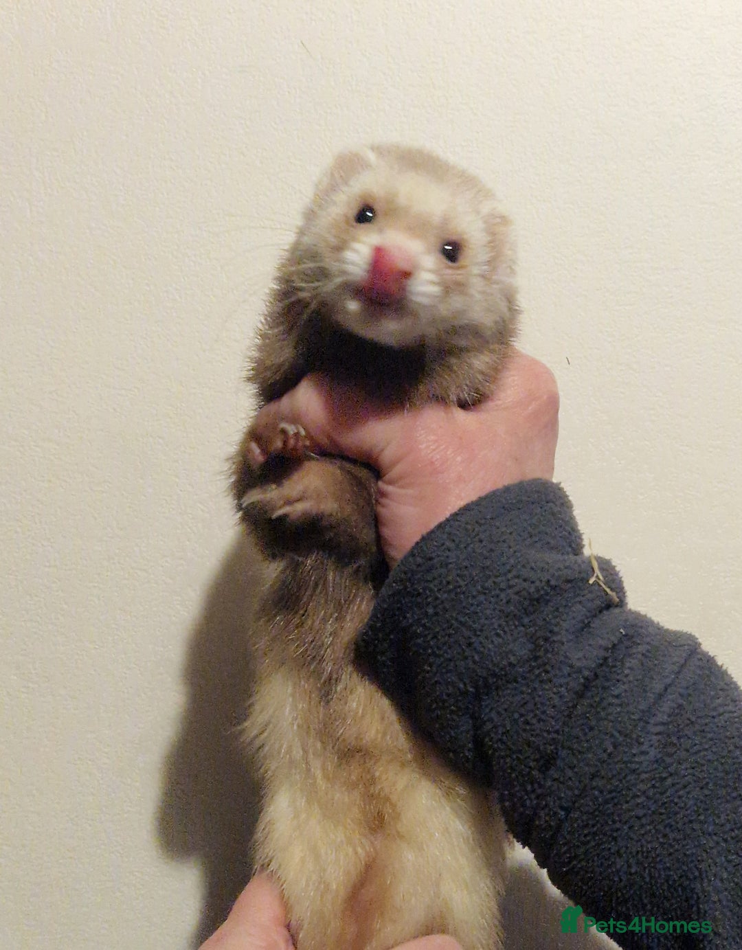 Ferret rodents for sale: Micro ferret hob - Advert 6