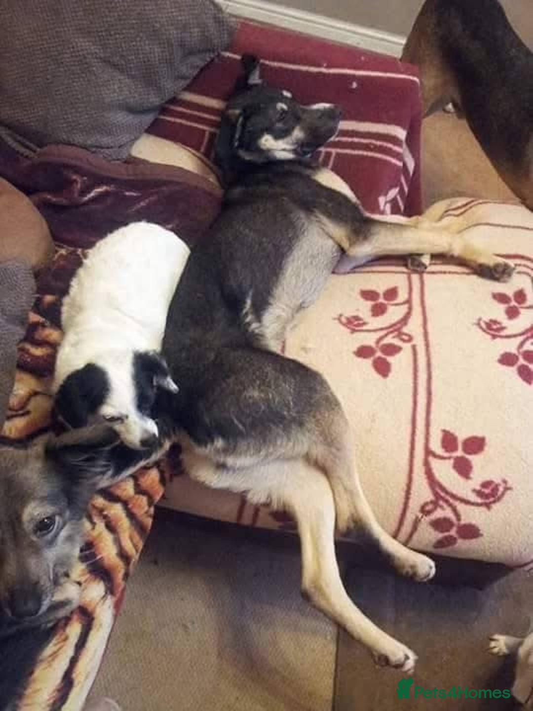 Mixed Breed dogs for adoption: Ralph - Norwich Norfolk  - Advert 10