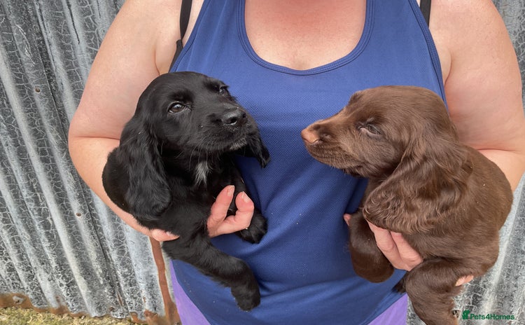 Cocker Spaniel dogs - Advert 2