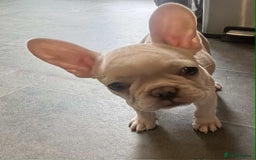 French Bulldog dogs for sale: Beautiful non kc female  - Image 23