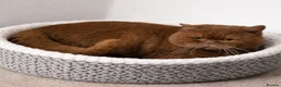 British Shorthair cats for stud: 🤎🔥 CINNAMON STUD CARRYING CHOCOLATE GCCF TICA  - Advert 6