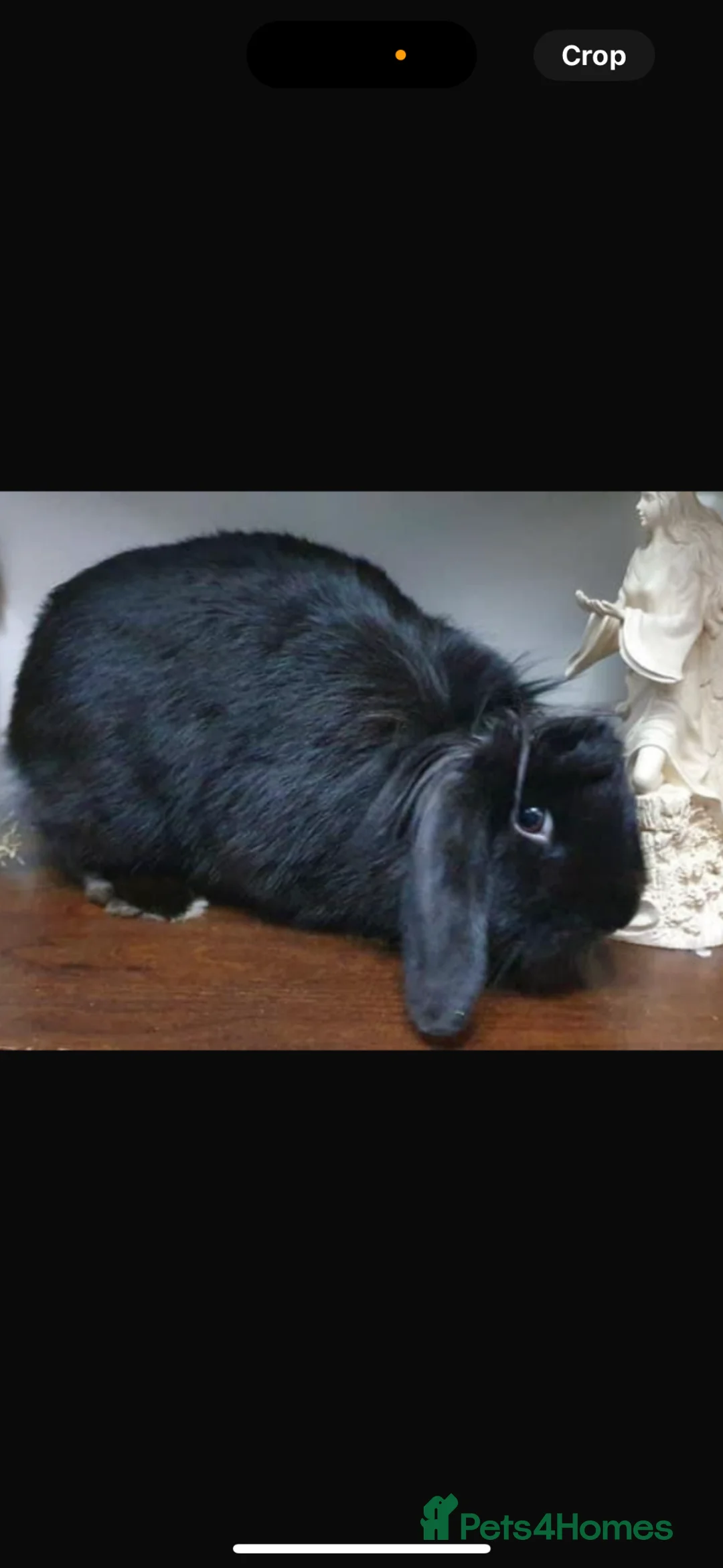 Mini Lion Lop rabbits for sale: Coco  - Advert 1