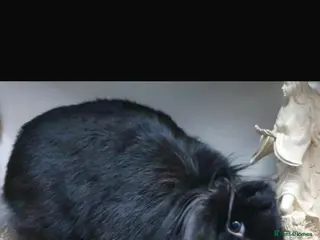 Mini Lion Lop rabbits Coco - Advert 4