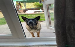 Belgian Shepherd Dog dogs for sale: Belgian Malinois - Image 11