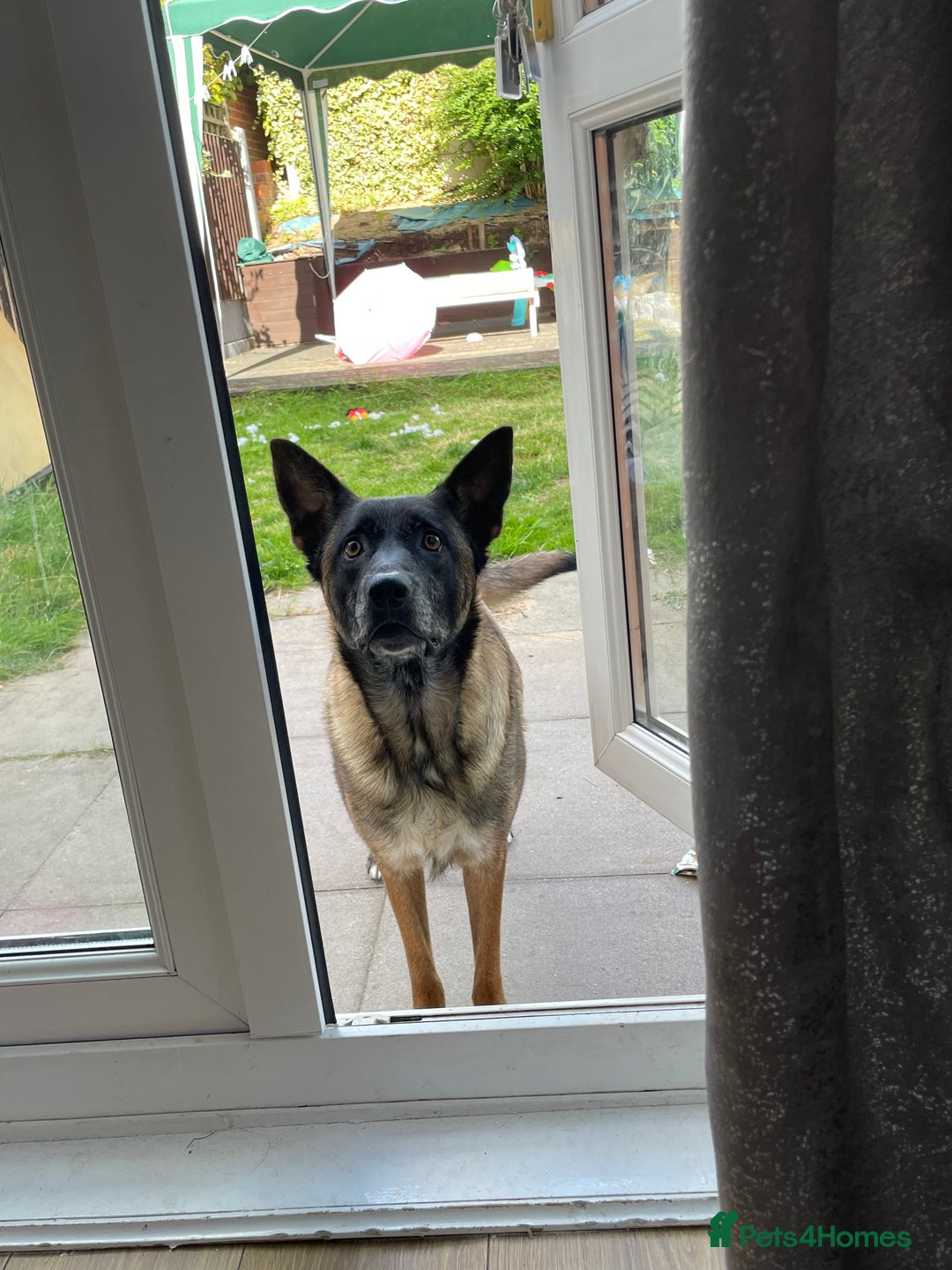 Belgian Shepherd Dog dogs for sale: Belgian Malinois - Image 11