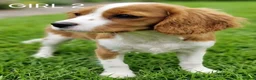 Cavalier King Charles Spaniel dogs for sale: Blenheim Cavalier King Charles Spaniel Puppies - Advert 6