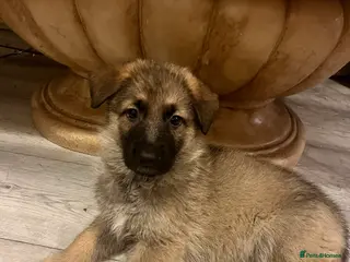 German Shepherd dogs German shepherd puppies - Advert 1