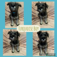 Miniature Schnauzer dogs REDUCED- only 2 boys&1girl- Mini Schnauzer Puppies - Advert 3