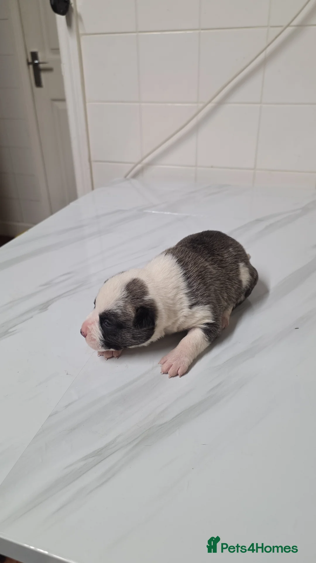 Mixed Breed dogs for sale: Siberian husky & American stuffy mix bread pupies - Advert 3