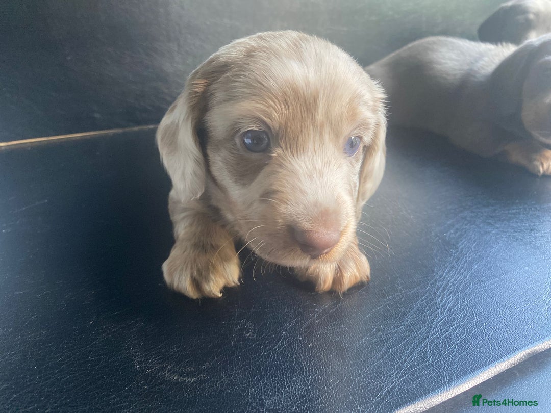 Miniature Dachshund dogs for stud: 🏆PEREZ’ CHAMPION STUD🏆  - Advert 9