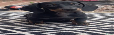 Dachshund Puppy 1