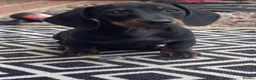 Dachshund dogs for sale: Dachshund  - Advert 2