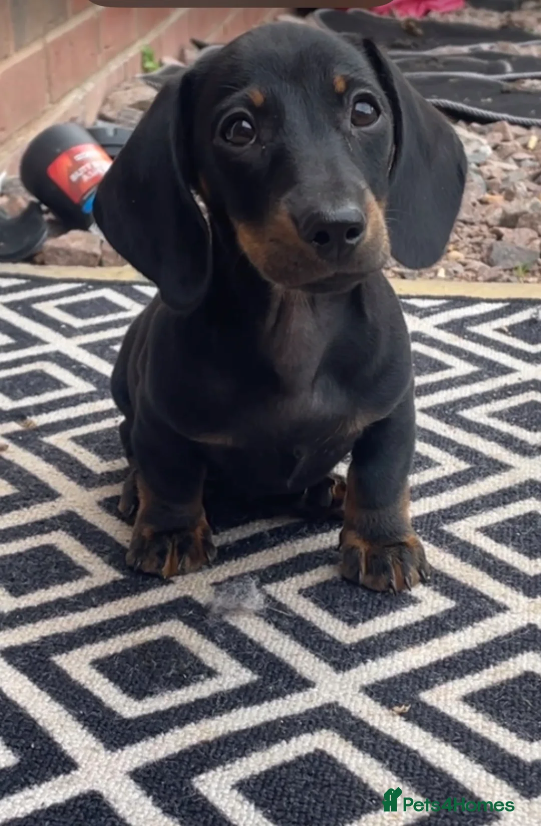 Dachshund dogs for sale: Dachshund  - Advert 2