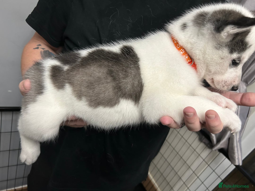 Siberian Husky dogs for sale: Beautiful Husky Puppies – Ready in 2 Weeks!  - Advert 8