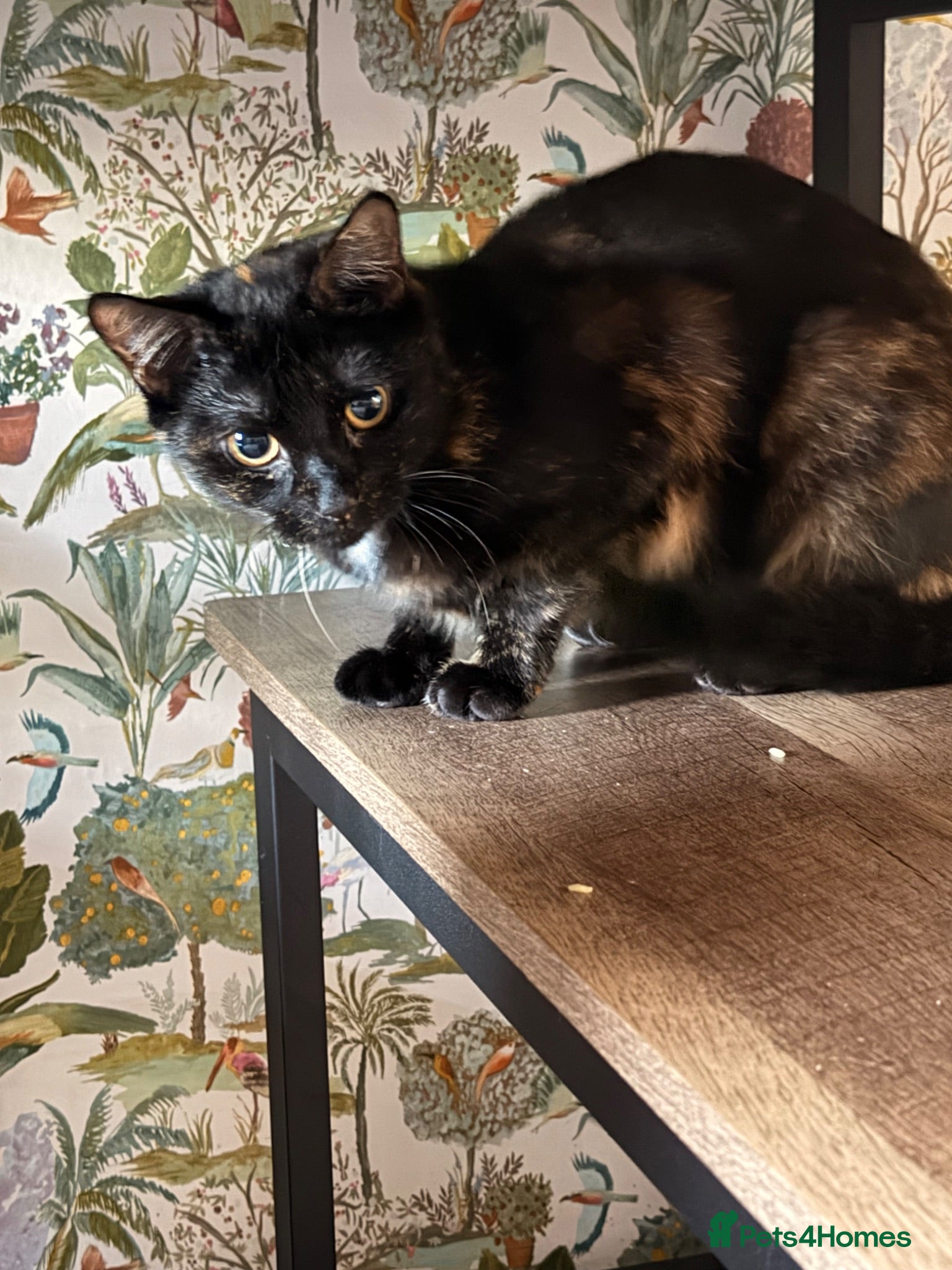 Mixed Breed cats tortious shell female cat  - Advert 1