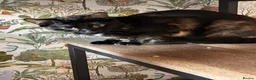 Mixed Breed cats for sale: tortious shell female cat  - Advert 1