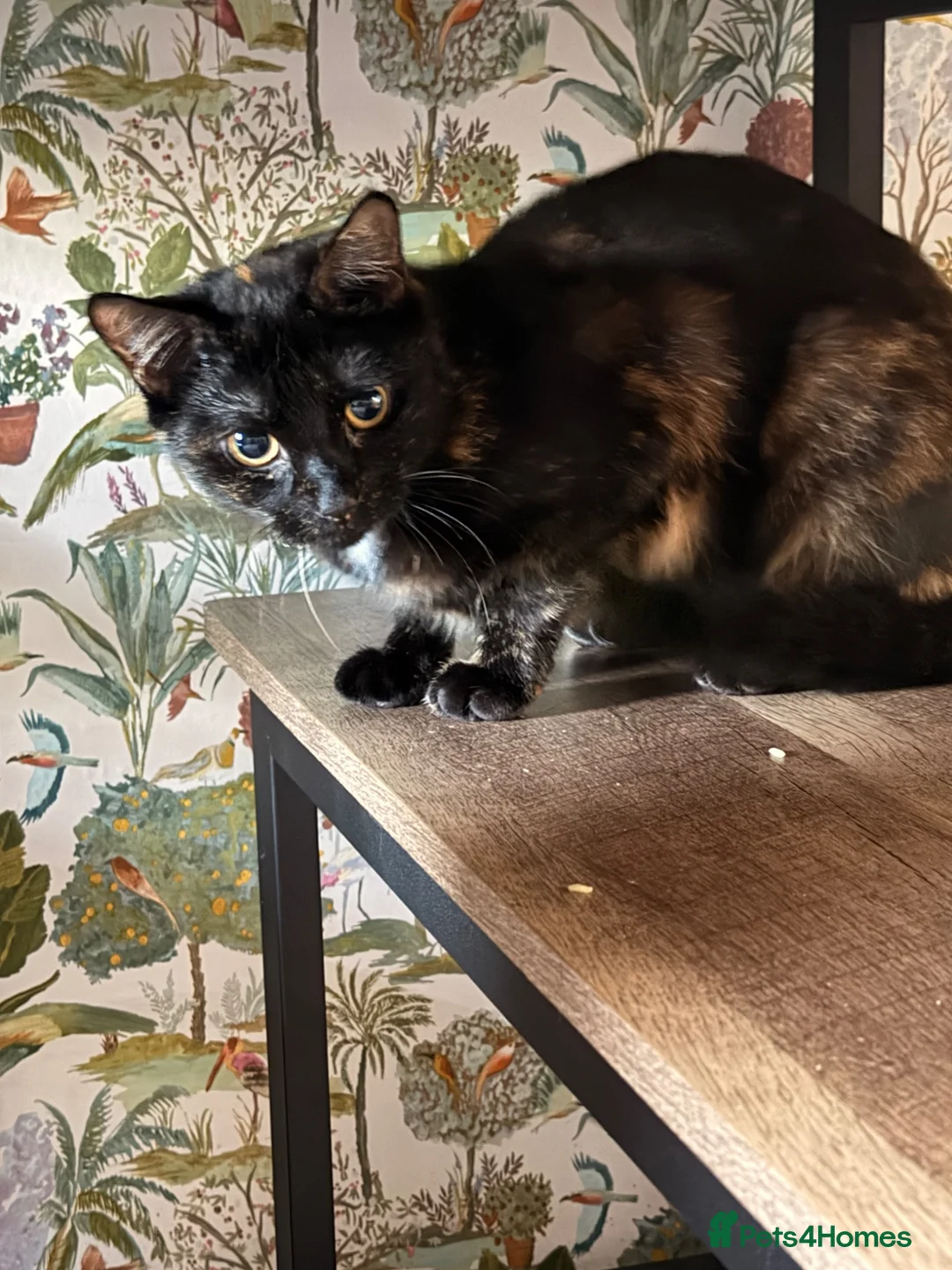 Mixed Breed cats for sale: tortious shell female cat  - Advert 1
