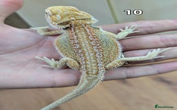 Bearded Dragon reptiles for sale: Baby Bearded dragons. Witblits, genetic stripes - Image 18