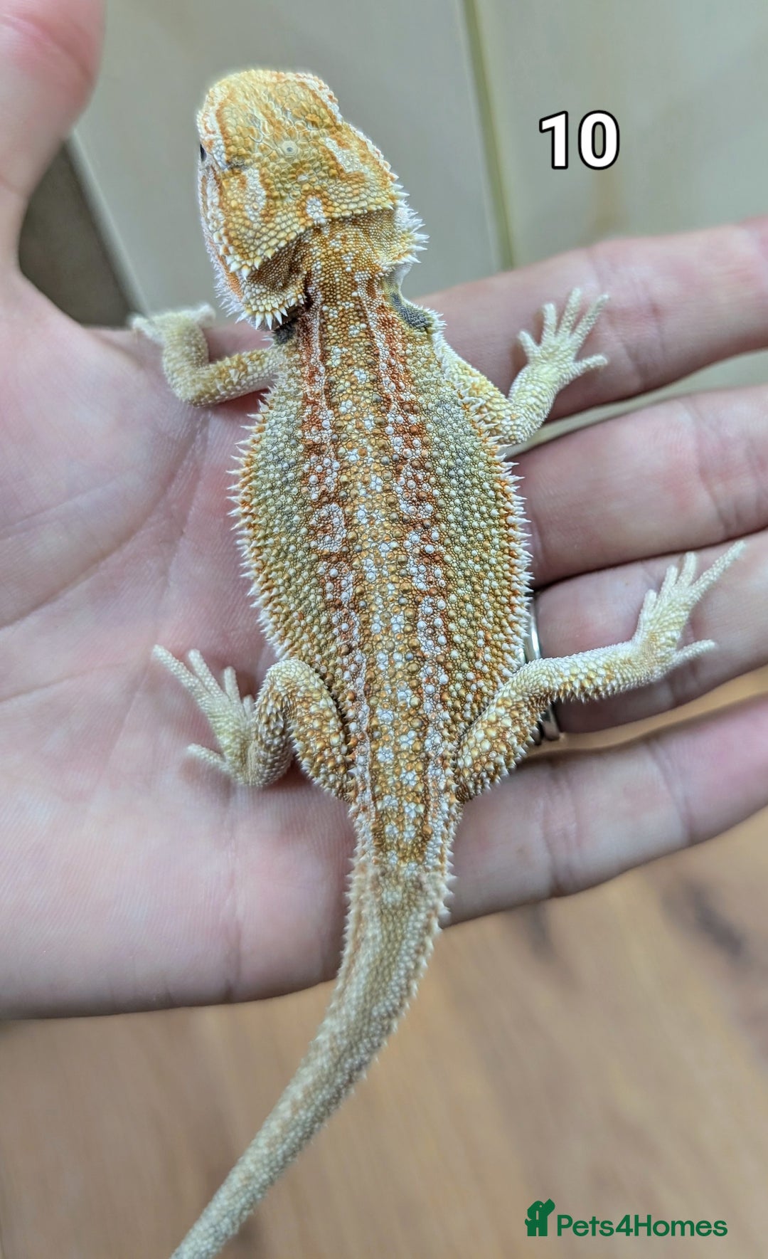 Bearded Dragon reptiles for sale: Baby Bearded dragons. Witblits, genetic stripes - Image 18