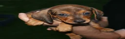 Dachshund dogs for sale: 7 dachshund pups for sale in Bradford - Advert 4