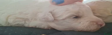 Pomapoo 2