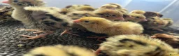 Quail poultry for sale: Coturnix Qauil  - Advert 1