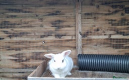 Mixed Breed rabbits for sale: Petal looking for her forever home - Image 2