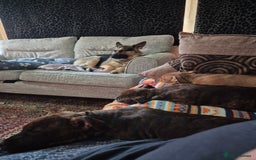 Staffordshire Bull Terrier dogs for sale: 4 female staffy pups - Image 6