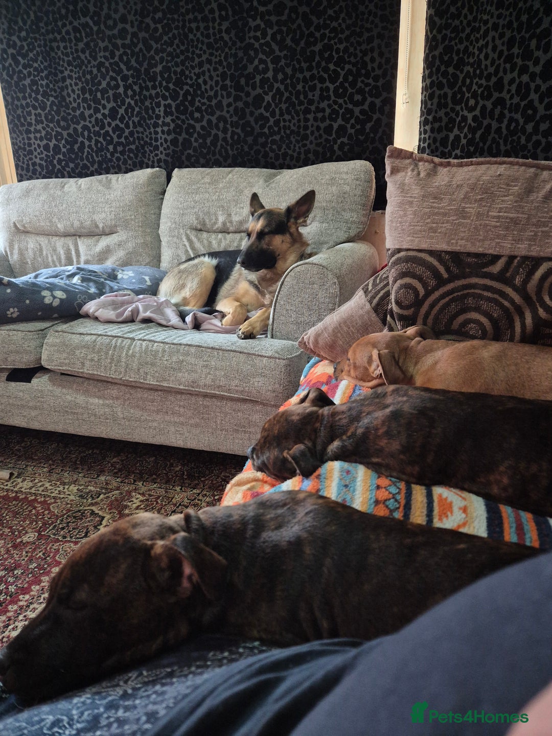 Staffordshire Bull Terrier dogs for sale: 4 female staffy pups - Image 6
