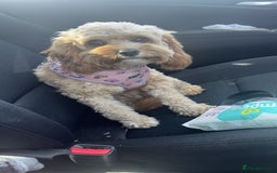 Cavapoo dogs for sale: Cavapoo - Image 6