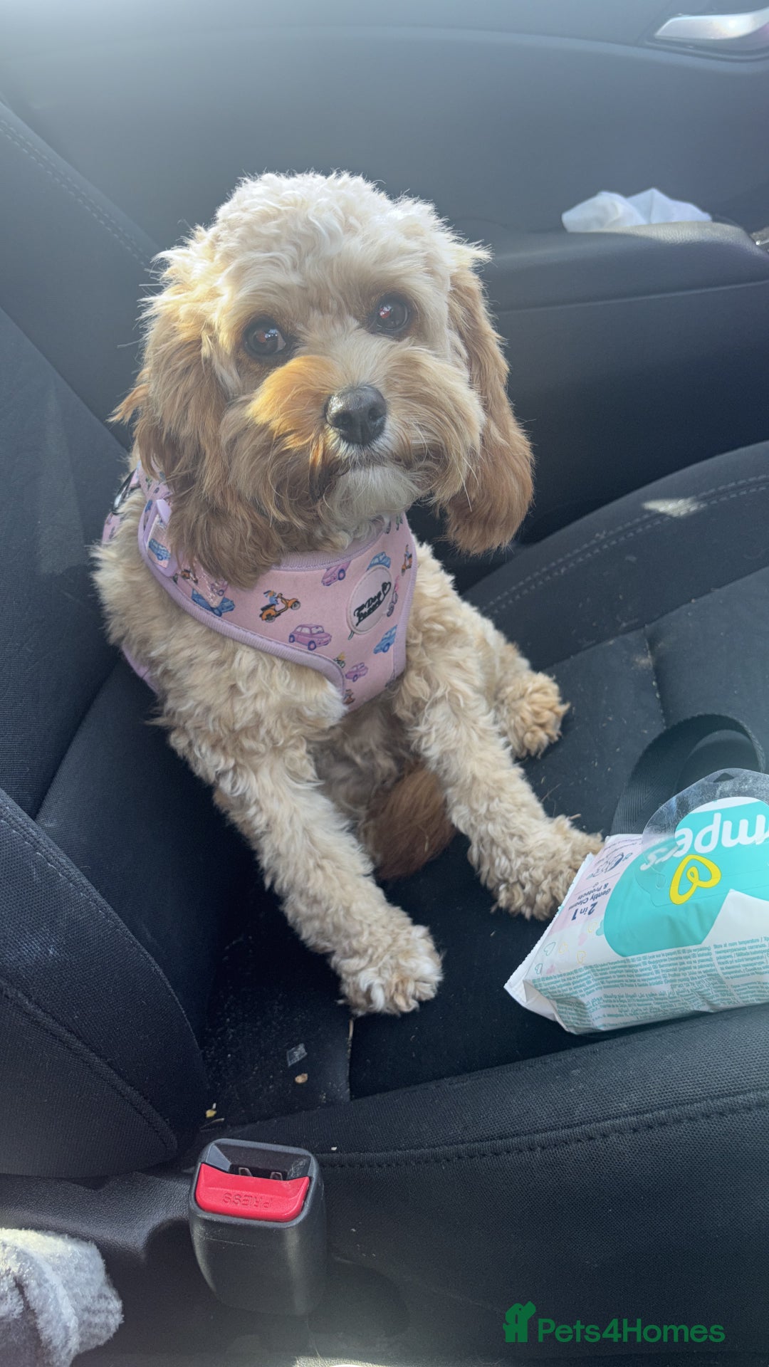 Cavapoo dogs for sale: Cavapoo - Image 6