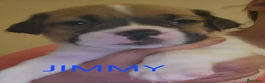 Jimmy