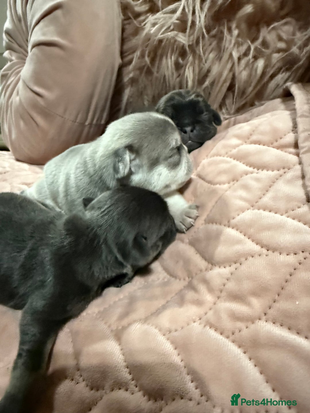 Pug dogs for sale: Rare coloured pug puppies available  - Advert 3
