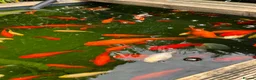 Koi Carp fish for sale: Koi carps for sale  - Advert 8