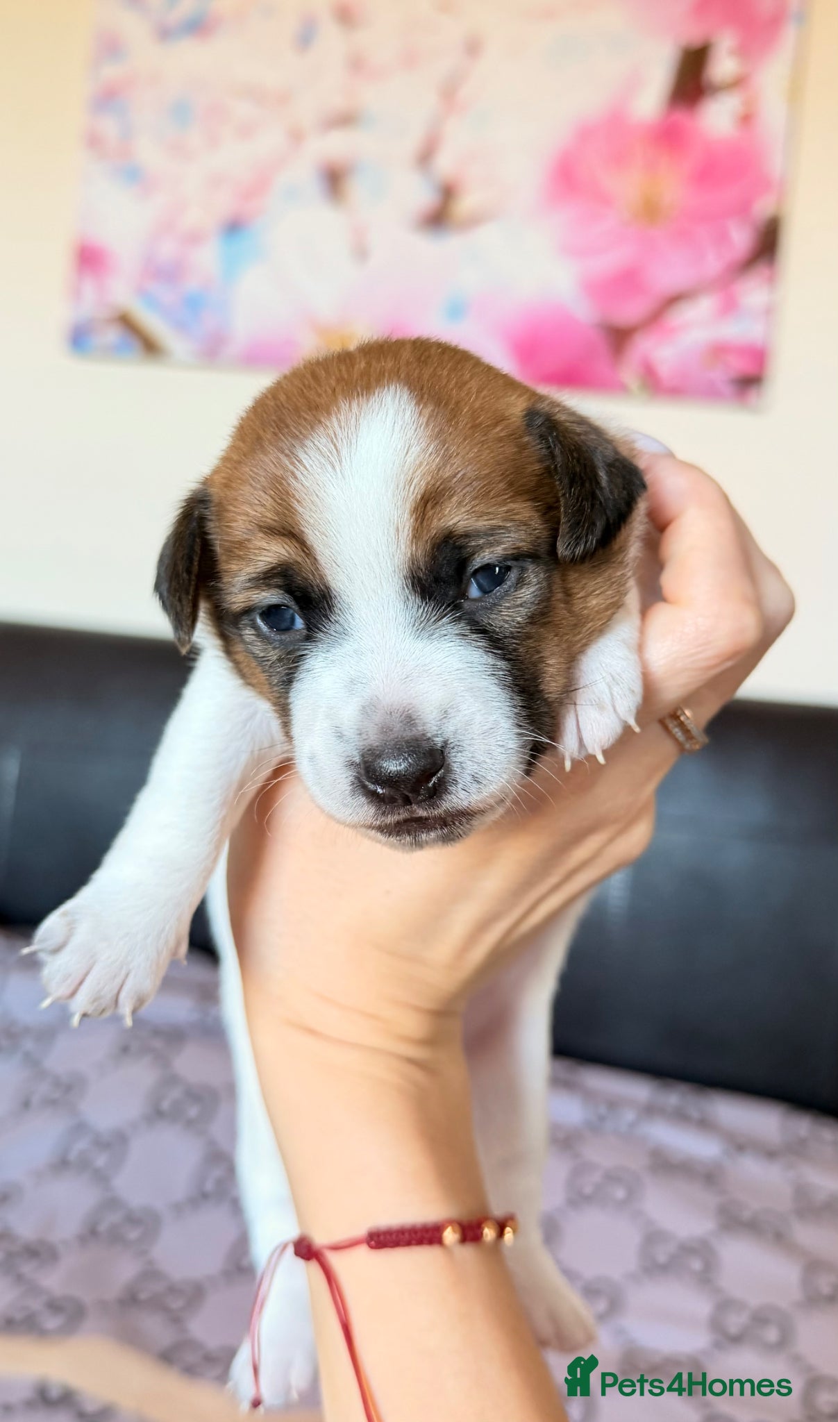 Jack Russell dogs *ONLY ONE BOY AVAILABLE* Jack Russel Puppies 🐶🐾 - Advert 1