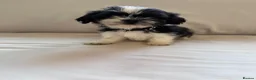 Shih Tzu dogs for sale: Shih Tzu puppies - Advert 16