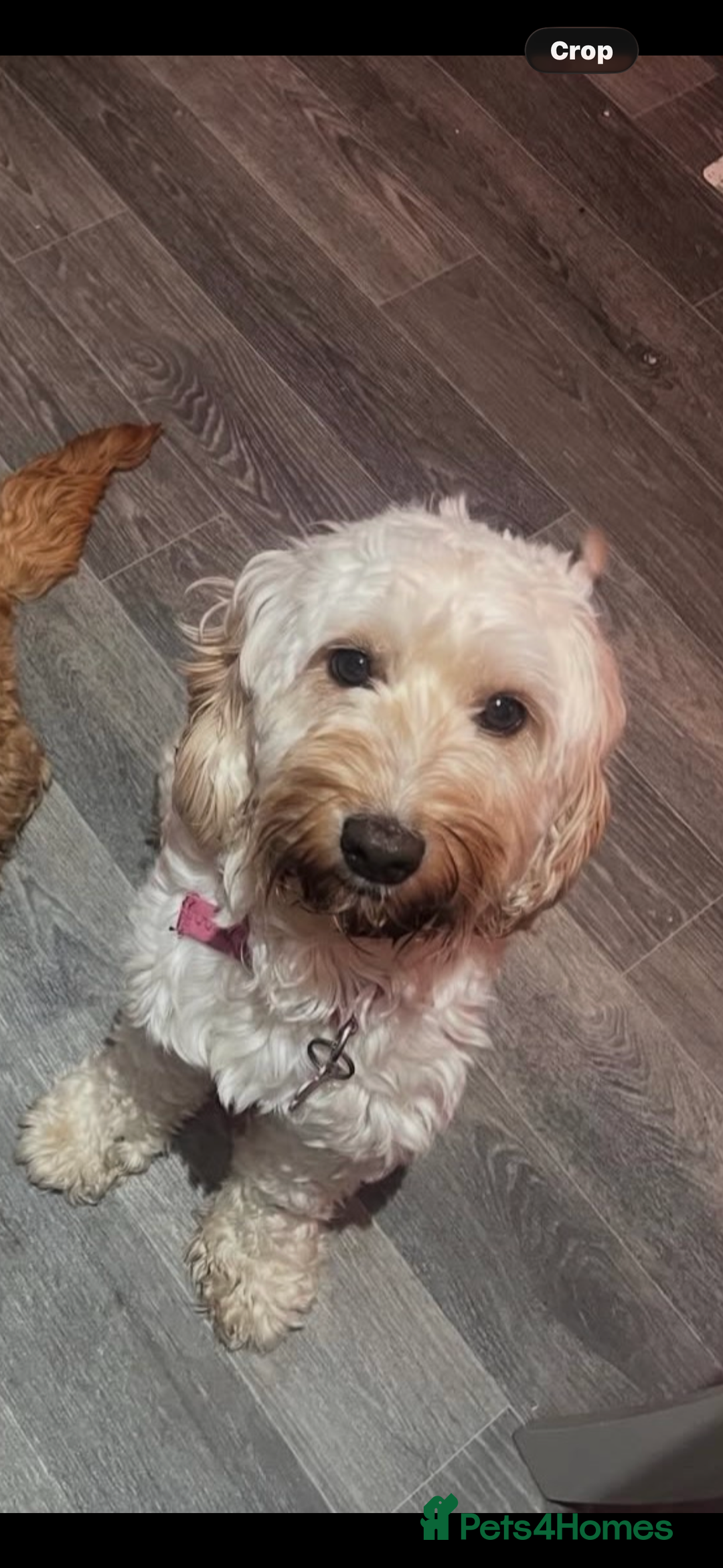 Cockapoo dogs for sale: Cockapoo Puppies  - Advert 16