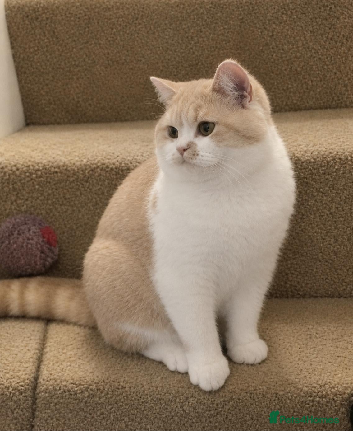 British Shorthair cats Beautiful Cream Bi-Colour Female Kitten - Advert 2