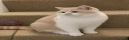 British Shorthair cats for sale: Beautiful Cream Bi-Colour Female Kitten - Advert 2