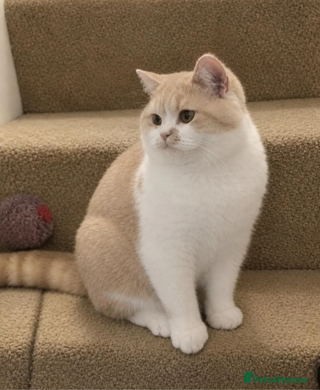 British Shorthair cats for sale: Beautiful Cream Bi-Colour Female Kitten - Advert 2