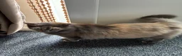 Mixed Breed cats for sale: Gorgeous 11 year-old female cat (Patchy)  - Advert 7